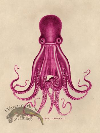 Octopus Pink 07